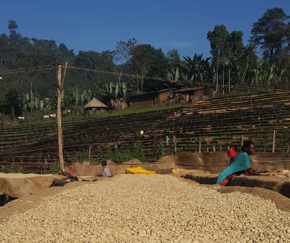 Kaffeebohnen beim Trocknen auf erhöhten Trocknungsbetten in Äthiopien – traditionelle Kaffeeaufbereitung und sorgfältige Verarbeitung nach der Ernte.