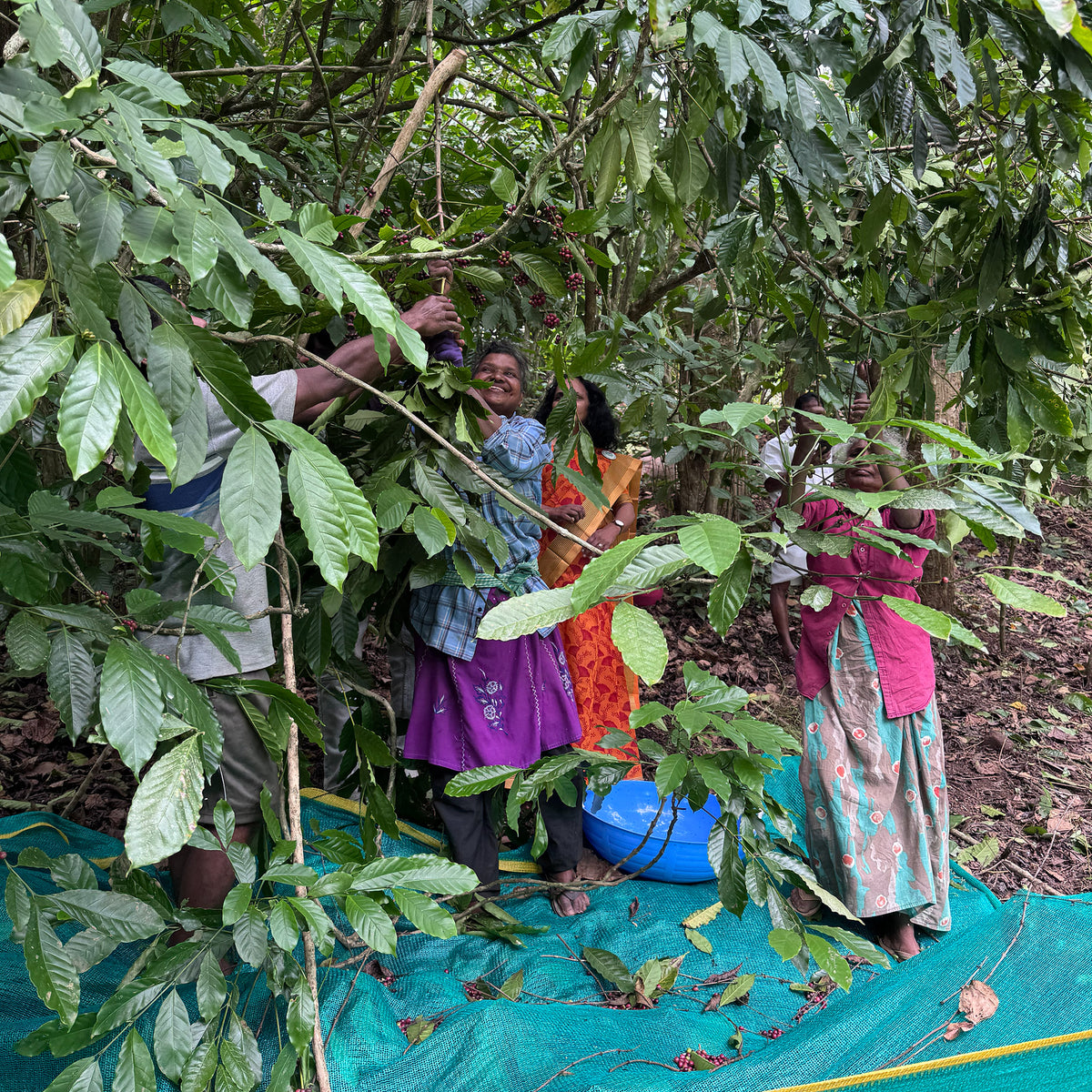 Mehrere Menschen bei der händischen Ernte reifer Kaffeekirschen auf einer Kaffeeplantage in Indien – traditionelle Kaffeeernte und sorgfältige Auswahl der Früchte.