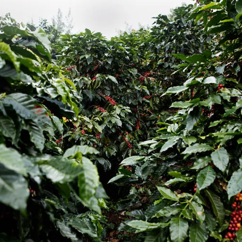 Dicht bewachsene Kaffeeplantage mit reifen roten Kaffeekirschen – Kaffeeanbau auf der Finca Canaque und Herkunft ausgewählter Bohnen für Lena & Louise Coffees.