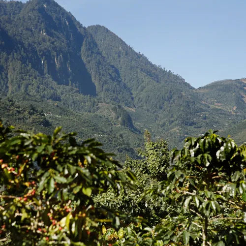 Kaffeeplantage in bergiger Anbauregion mit Kaffeepflanzen im Vordergrund – Herkunft und Anbau hochwertiger Kaffeebohnen für Lena & Louise Coffees.