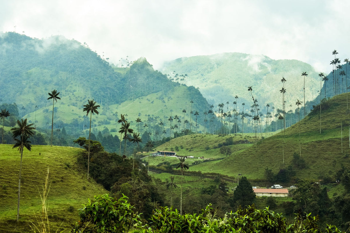 Grüne Berglandschaft in Kolumbien mit Palmen und landwirtschaftlichen Anbauflächen – Herkunftsregion für ausgewählte Kaffees von Lena & Louise Coffees.