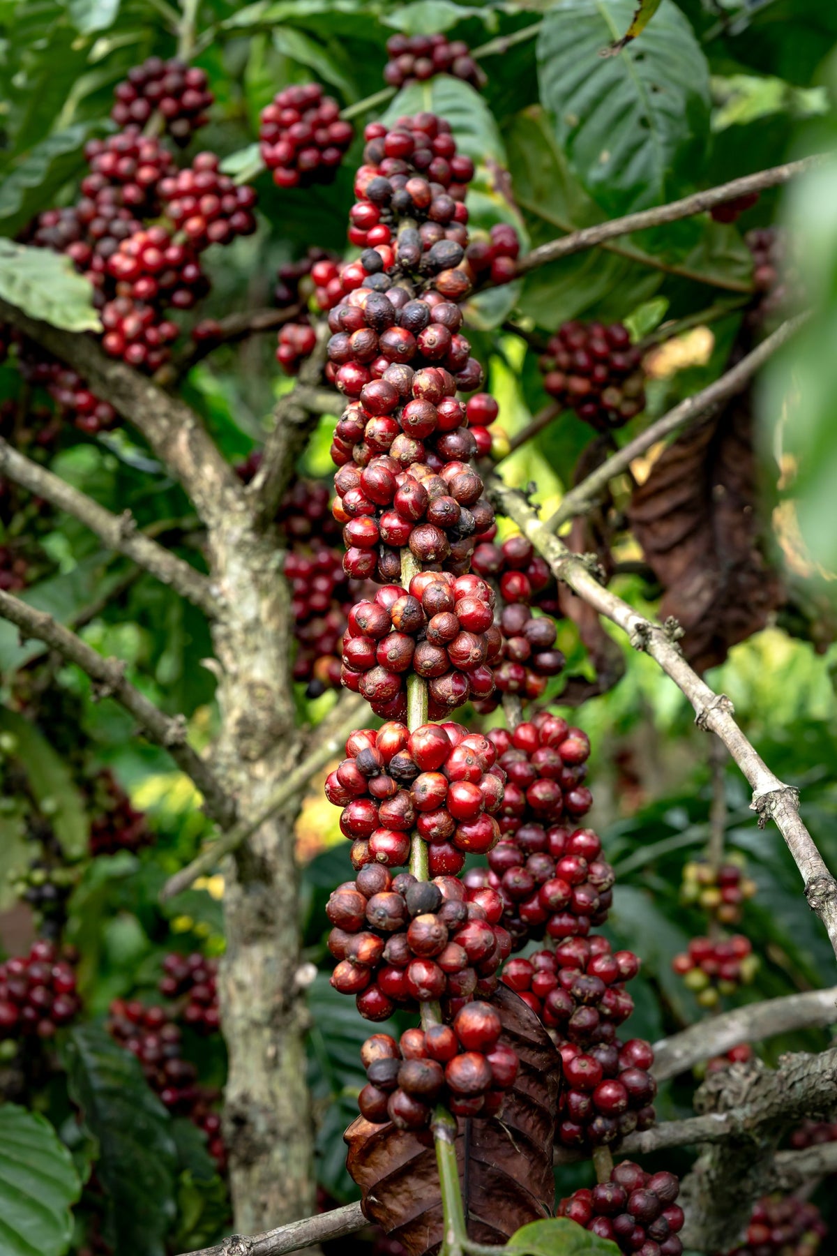 Reife rote Kaffeekirschen an einer Kaffeepflanze – sorgfältiger Kaffeeanbau und Ursprung hochwertiger Kaffeebohnen für Lena & Louise Coffees.